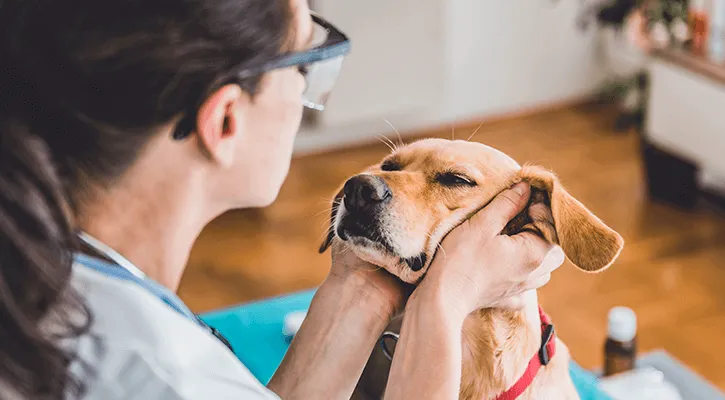 A veterinarian examining a dog during a consultation